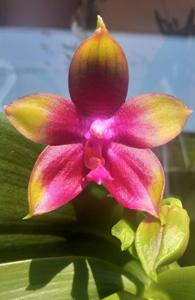 Phalaenopsis Meidarland Kaiulani