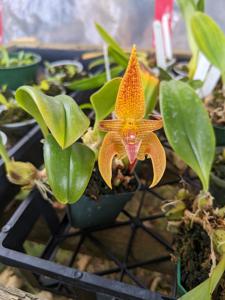 <i>Bulbophyllum</i> Cloud's Khaleesi