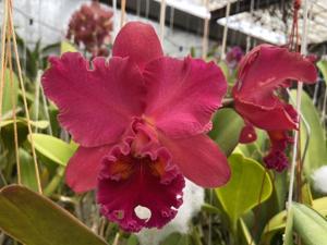 Rhyncholaeliocattleya Mariah Crawford's Merriment