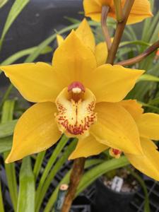 Cymbidium Mini Ambarino
