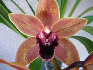 Cymbidium Devon Splash