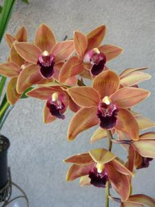 Cymbidium Devon Splash