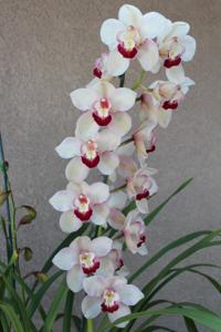 Cymbidium Pink Splendor