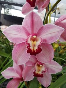 Cymbidium Pink Splendor