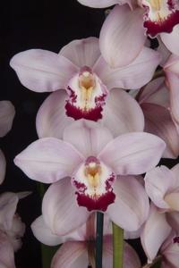 Cymbidium Pink Splendor