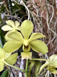 Vanda Hawaiian Verde