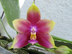 Phalaenopsis LD Bellina Eagle