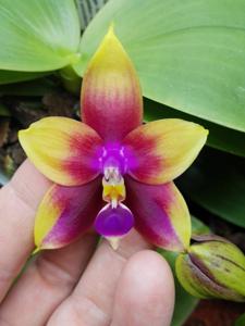 Phalaenopsis LD Bellina Eagle