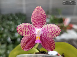 Phalaenopsis LD Mok Chio