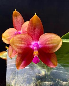 Phalaenopsis LD Emerald Bear