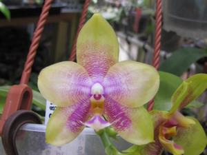 Phalaenopsis LD Emerald Bear