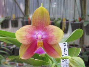 Phalaenopsis LD Emerald Bear