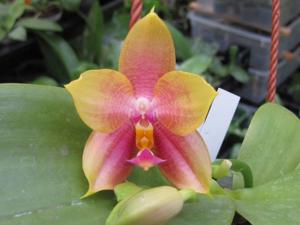 Phalaenopsis LD Emerald Bear