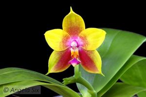 Phalaenopsis Mituo King Bellina