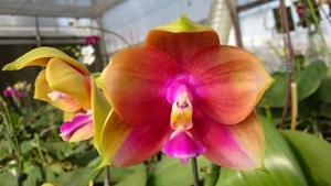 Phalaenopsis Mituo King Bellina