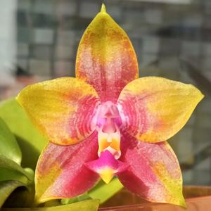 Phalaenopsis Mituo King Bellina