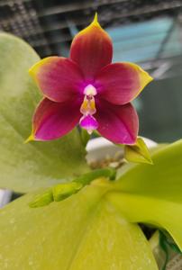 Phalaenopsis Mituo King Bellina