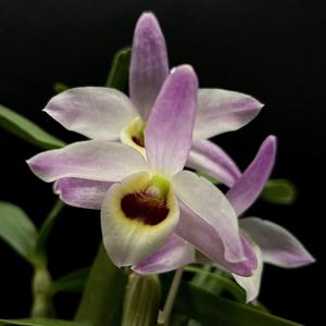 Dendrobium Pingtung Wang's Dream Pearl