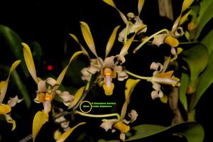 Dendrobium Chocolate Antlers