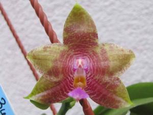 Phalaenopsis Chienlung Jewel Queen