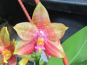 Phalaenopsis Chienlung Jewel Queen