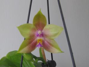 Phalaenopsis Chienlung Jewel Queen