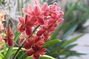 Vanda Cathy Crosby Day