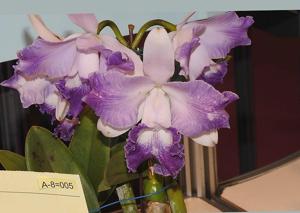 Cattleya Hina Sancyo