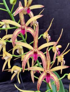 Dendrobium Brimbank Jolie