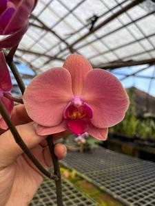 Phalaenopsis Taida Momoko