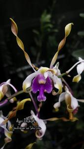 Dendrobium Lai Siu Chiu