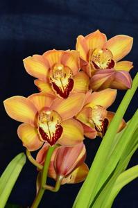 Cymbidium Dori Merchán