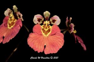 Rodrumnia Jamaica Dancer