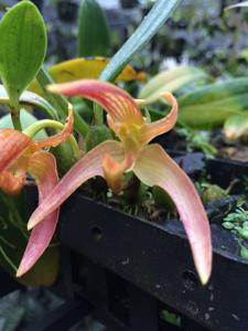 Bulbophyllum Jeen Happiness