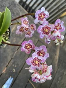 Sarcochilus Kulnura Songbird