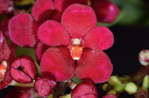 Sarcochilus Kulnura Berry