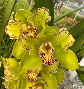 Cymbidium Kulnura Nebula