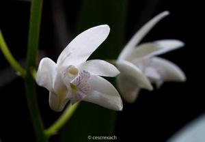 Dendrobium delicatum