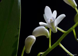 Dendrobium delicatum