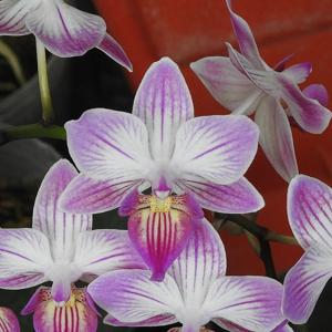 Phalaenopsis Liu's Hualien Rainbow