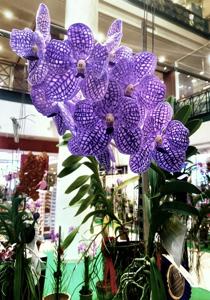 Vanda Chulee Classic