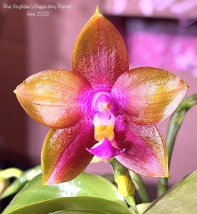 Phalaenopsis Kingfisher's Dragon Wing