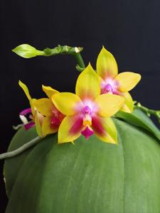 Phalaenopsis Kingfisher's Dragon Wing