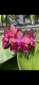 Phalaenopsis Kingfisher's Dragon Wing