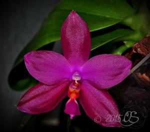 Phalaenopsis Lim Hock Siong