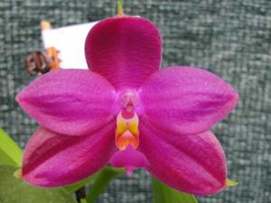 Phalaenopsis Lim Hock Siong