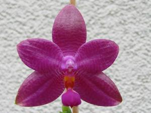 Phalaenopsis Lim Hock Siong