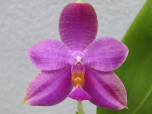 Phalaenopsis Lim Hock Siong