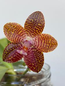 Phalaenopsis Pylo's Giga Eagle