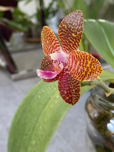 Phalaenopsis Pylo's Giga Eagle